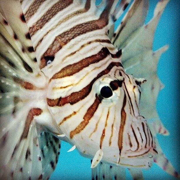 caribbean lionfish
