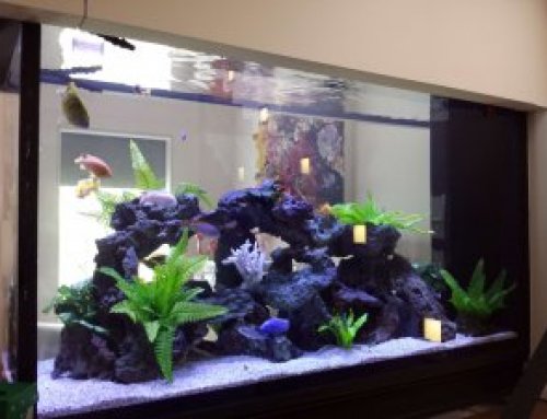 700 Gallon African Cichlid Tank Suspended from the Ceiling