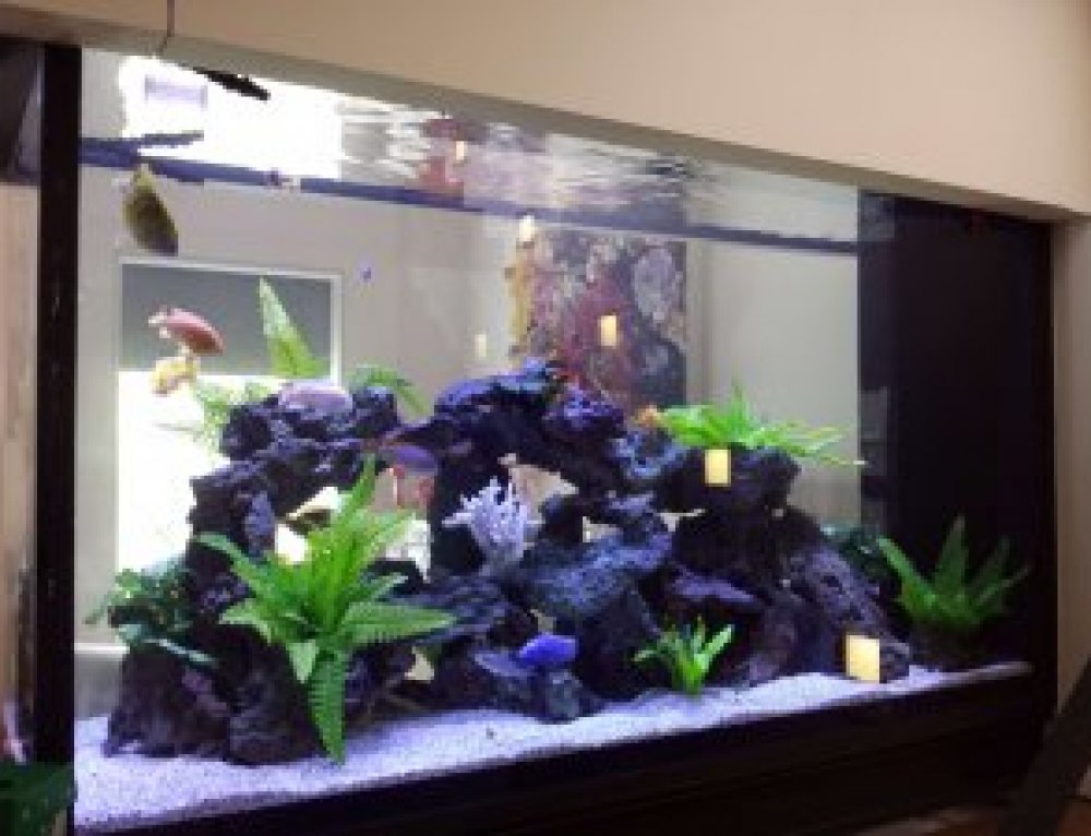 Long Island Custom Aquariums Aquarium Network Custom Aquariums