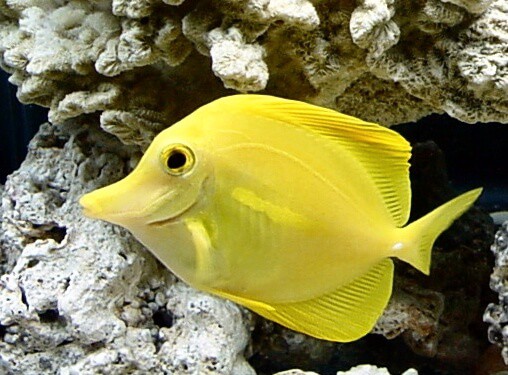 Coral Reef Fish Yellow