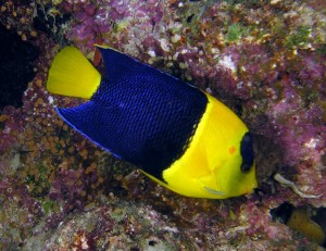 Dwarf Angelfish (Bicolor)