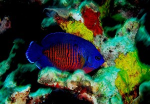 Dwarf Angelfish (Coral)