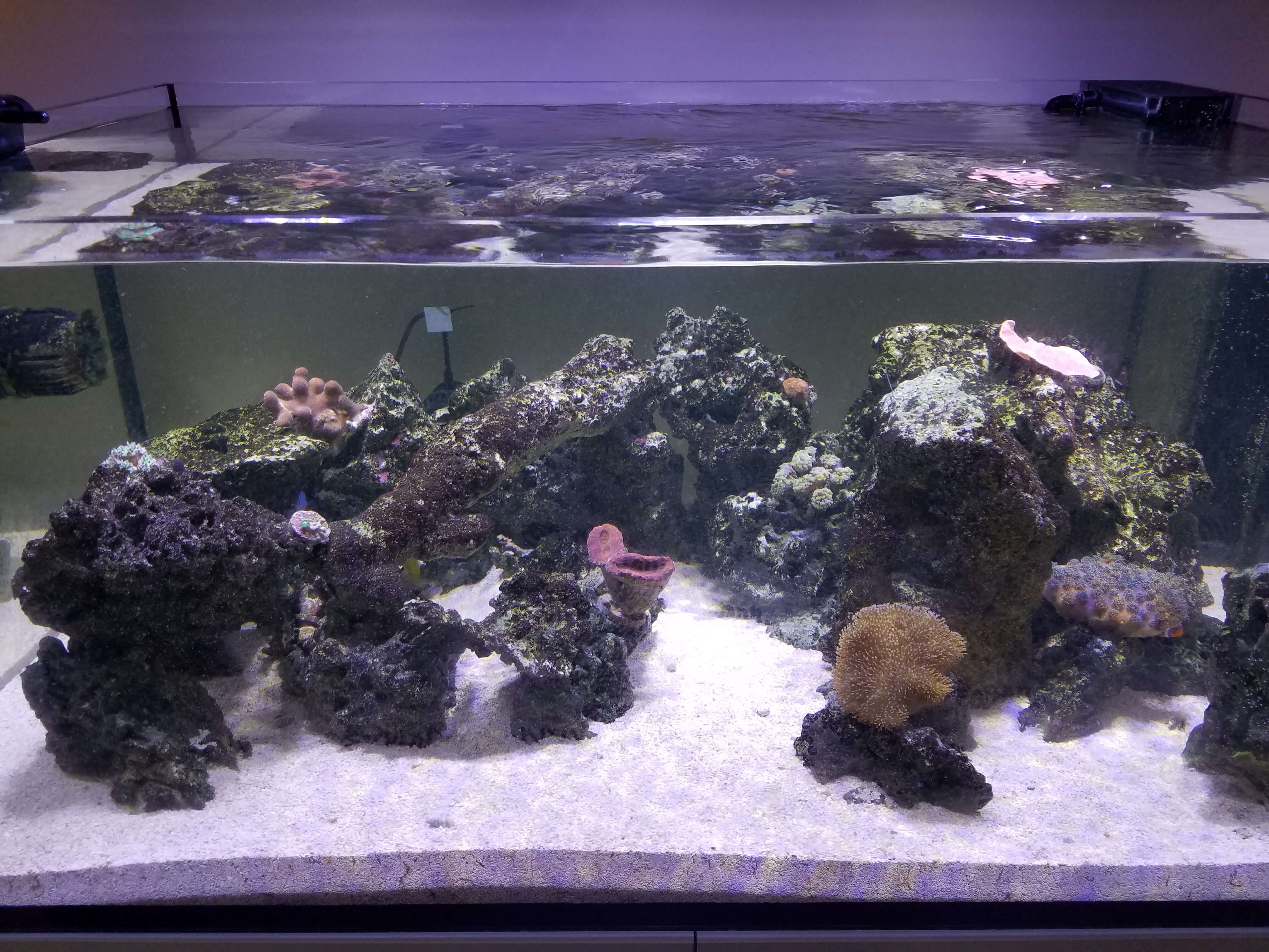 rimless reef tank