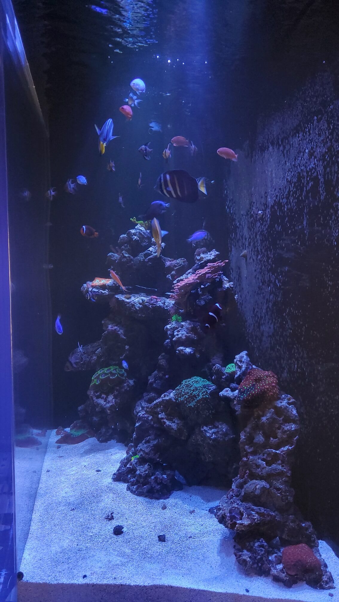 Reef Tank Side View