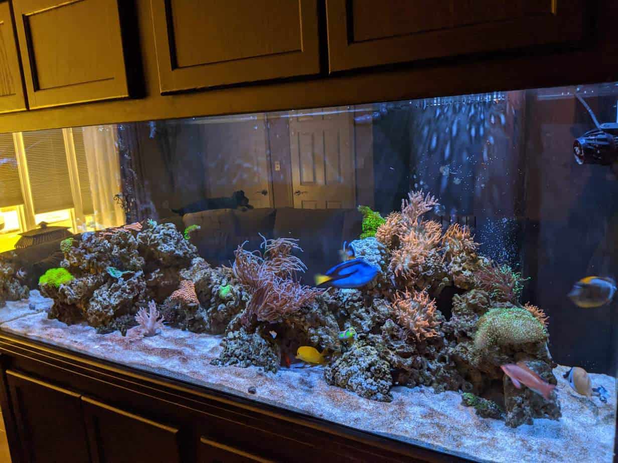 220 gallon reef tank
