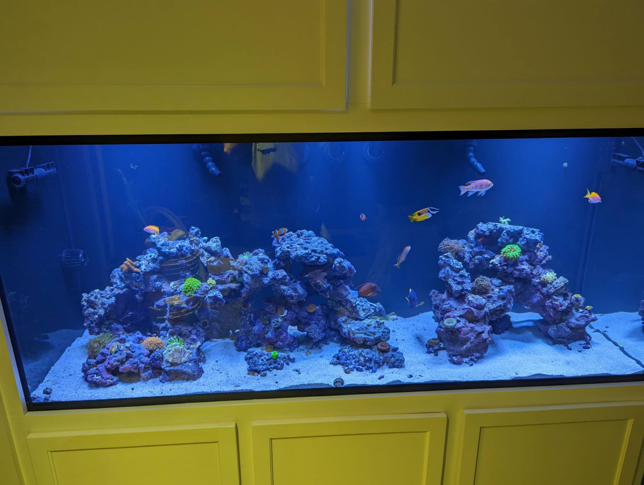220 gallon reef aquarium