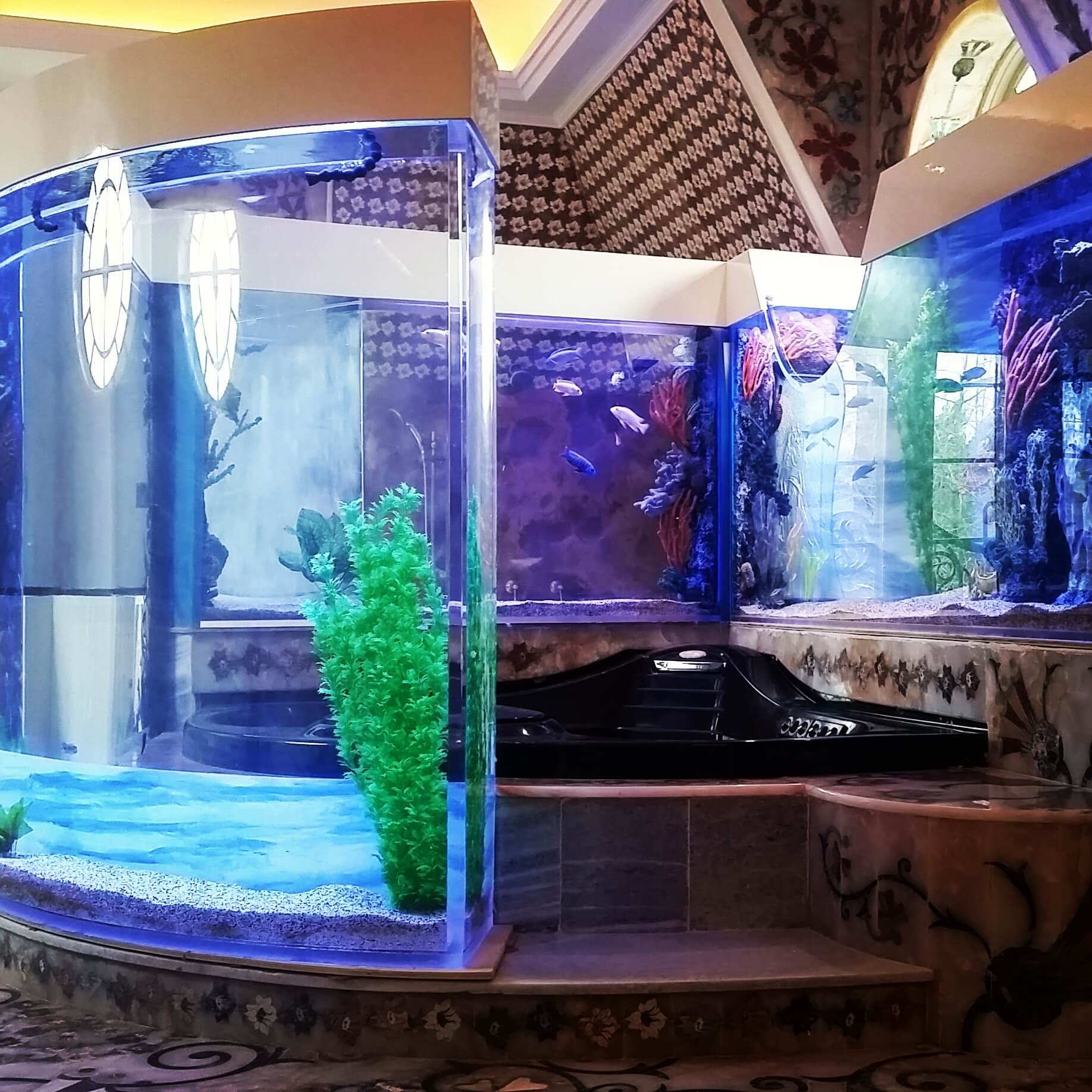 Freshwater Aquariums, Freshwater Fish Tanks - Custom Aquariums