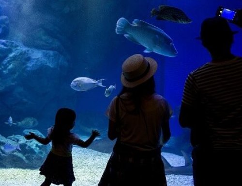 7 Reasons You NEED a Custom Aquarium