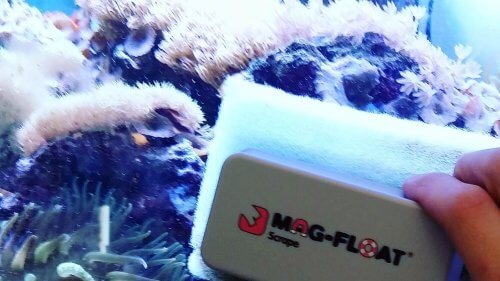 Aquarium Magnet