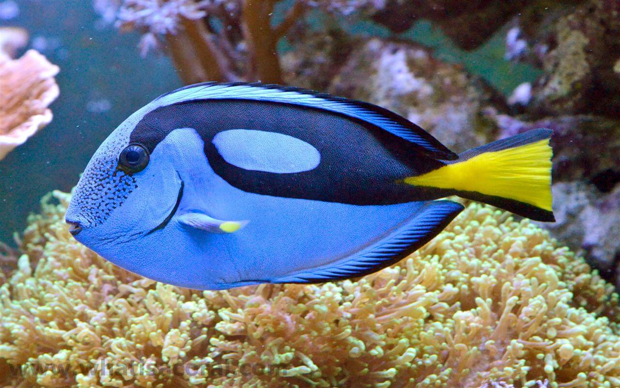 Blue tang deals