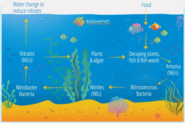 How Long Does It Take To Cycle A Tank? Aquarium nitrogen cycle