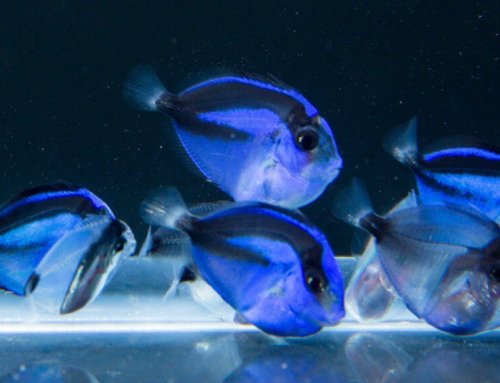 List of New Captive-Bred Aquarium Fish – 2016