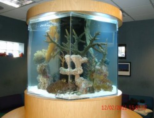 3 Things to Consider When Selecting a Fish Tank