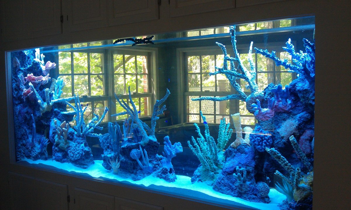 Coral Reef Inserts Aquarium Network Custom Aquariums