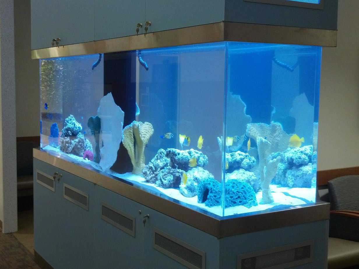 Saltwater Fish Only Aquarium