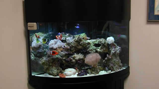 Best Light for a Reef Tank 2018 Aquarium Network Custom Aquariums