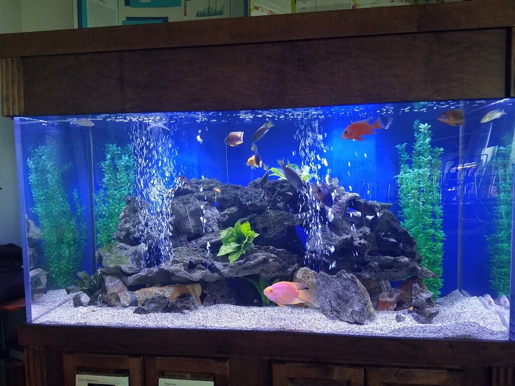 265 Gallon Cichlid