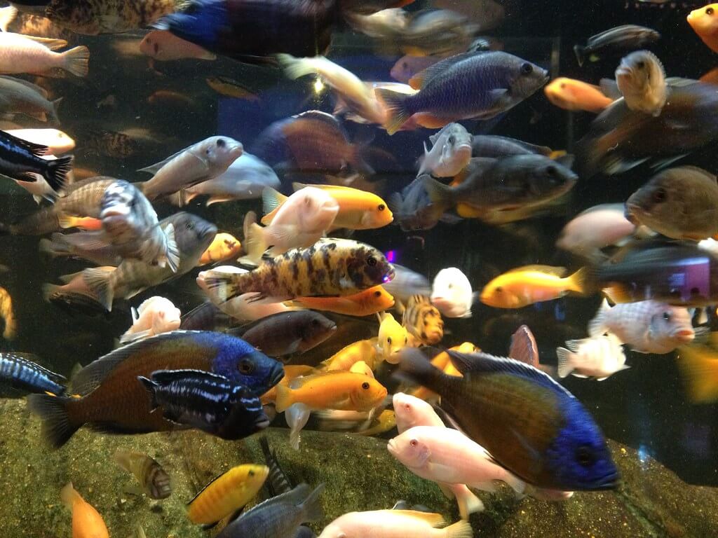 African Cichlids