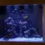 54" Reef Aquarium