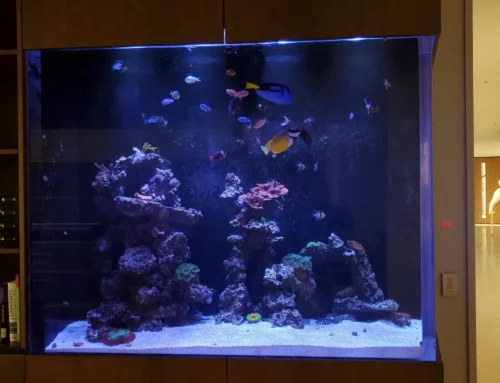 400 Gallon Extra Tall Reef Aquarium