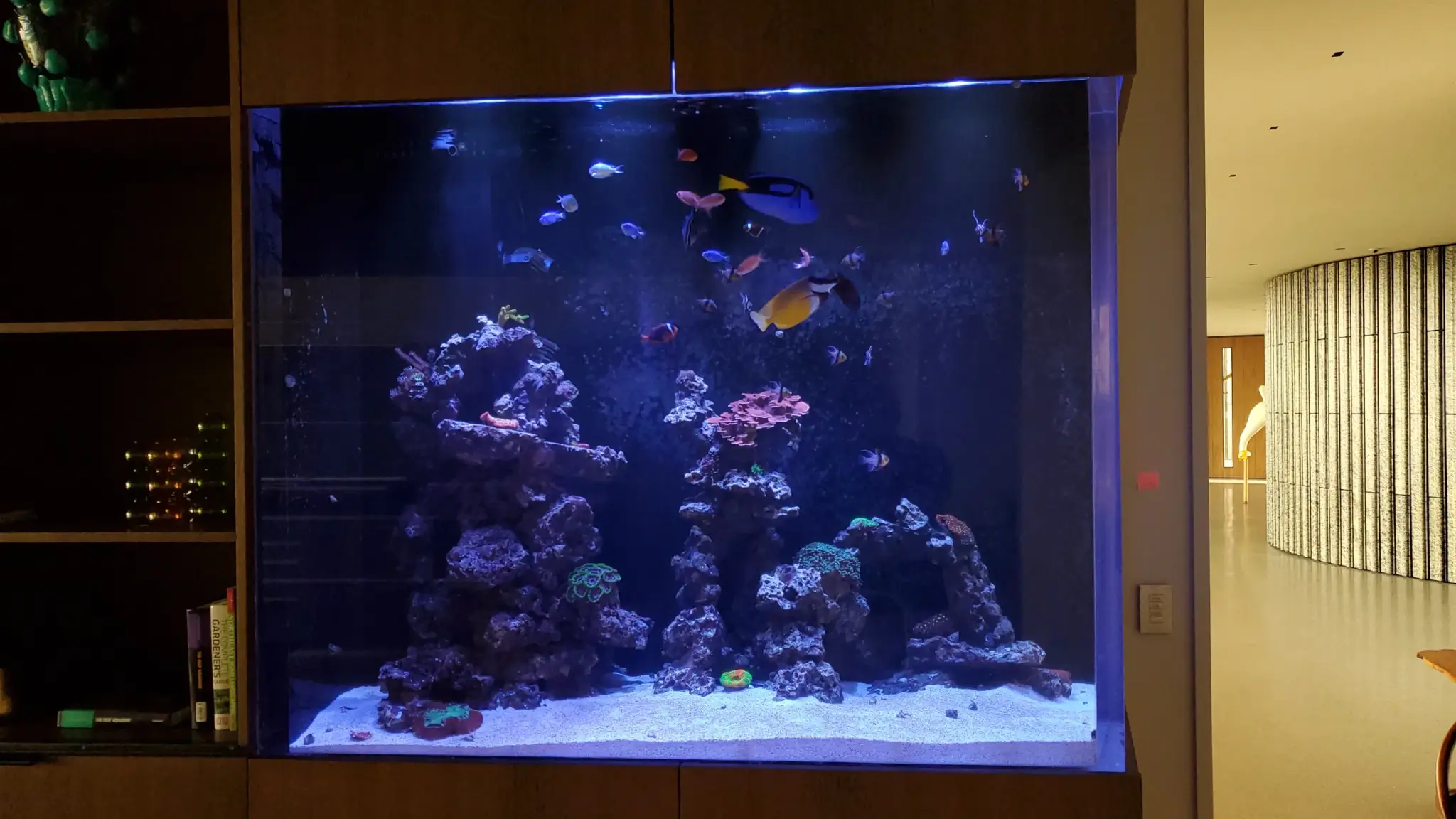 54" Reef Aquarium